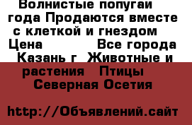 Волнистые попугаи, 2 года.Продаются вместе с клеткой и гнездом. › Цена ­ 2 800 - Все города, Казань г. Животные и растения » Птицы   . Северная Осетия